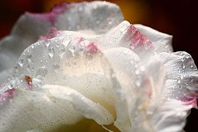 传闻：《堡垒之夜》或将联动动漫《龙珠》